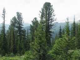  Siberian pines and Silver firs