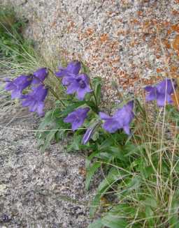  Bellflowers