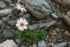 Asters