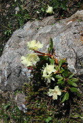 Rhododendron