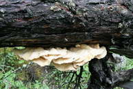 Fungi on a dead tree