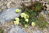 Poppies