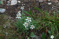 Edelweiss